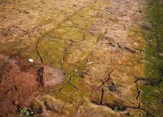 植物常识问题|土壤板结的危害及防治措施（土壤板结治理与解决办法）