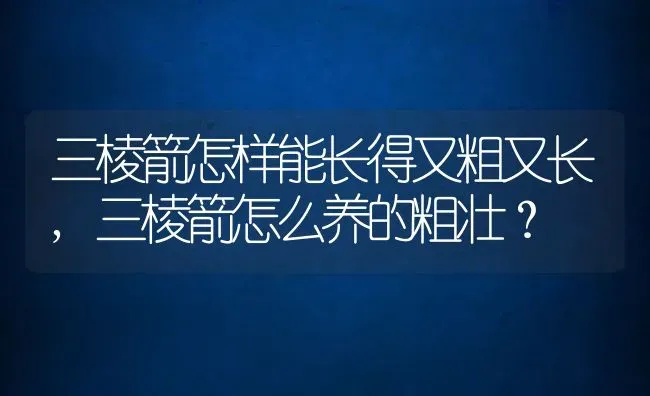 三棱箭怎样能长得又粗又长,三棱箭怎么养的粗壮？ | 养殖常见问题