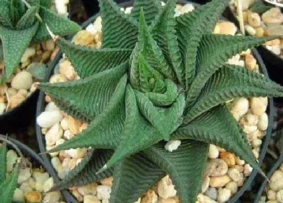 植物常识问题|十二卷有哪些品种 十二卷多肉最漂亮的品种