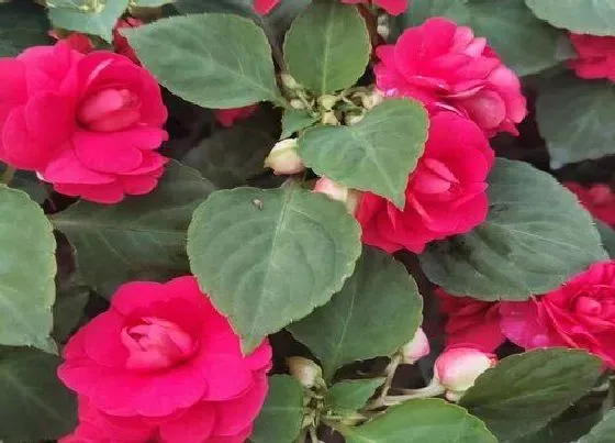 植物常识问题|凤仙花泡脚有什么功效与作用 每次泡多长时间