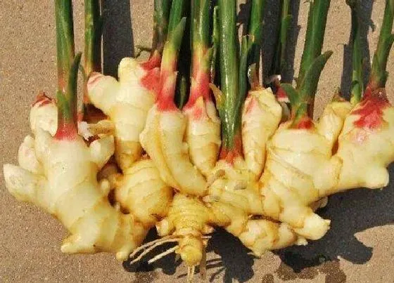 植物常识问题|生姜的种植方法
