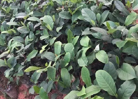 植物常识问题|菠萝蜜怎么种植方法