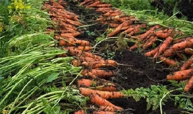 植物常识问题|胡萝卜青头是什么原因引起的（胡萝卜有青肩后怎么补救）