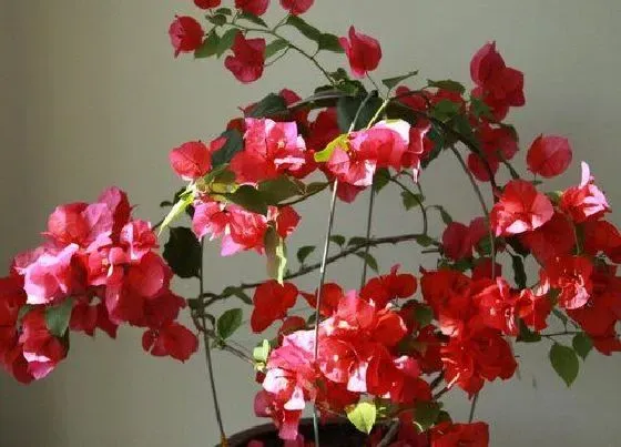 植物常识问题|想让三角梅花开不断该怎么养护