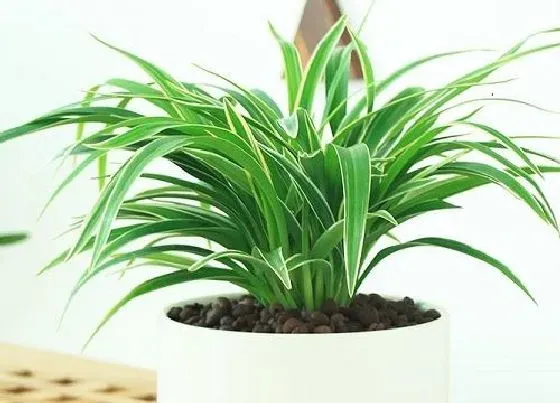 植物常识问题|怎么把吊兰养护成瀑布