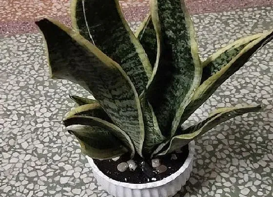 植物常识问题|虎皮兰的叶片发软变卷该如何处理