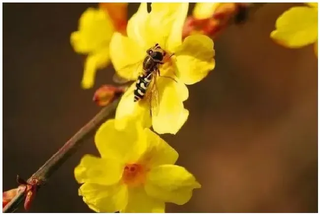 迎春花根如何栽容易活？迎春花根怎么栽容易活 | 三农答疑