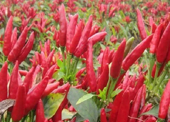 植物常识问题|小米椒只开花不结果是怎么回事（怎样种植才能多结果）