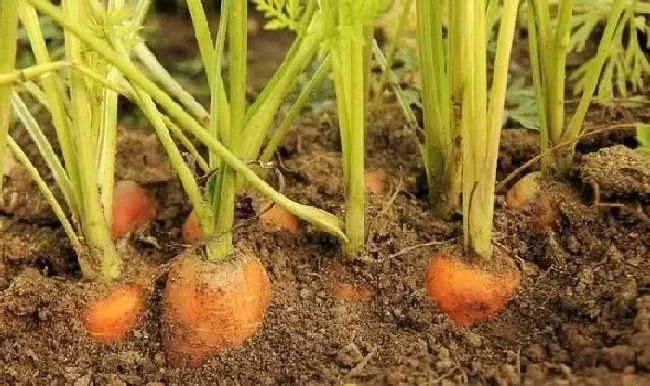 植物常识问题|胡萝卜青头是什么原因引起的（胡萝卜有青肩后怎么补救）