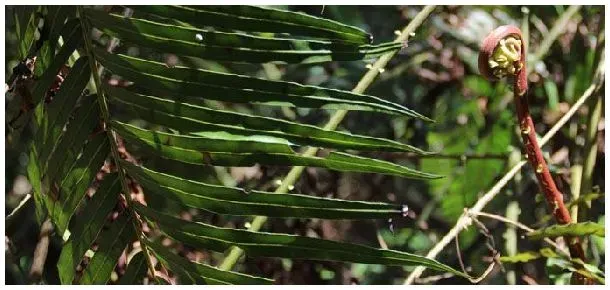 拳菜和蕨菜的区别 | 农业问题