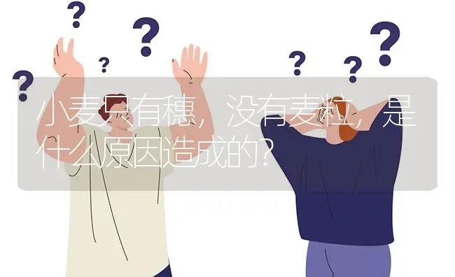 小麦只有穗,没有麦粒,是什么原因造成的? | 养殖问题解答