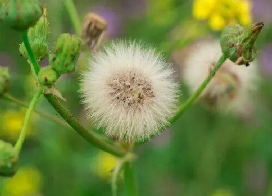 植物常识问题|蒲公英长什么样子