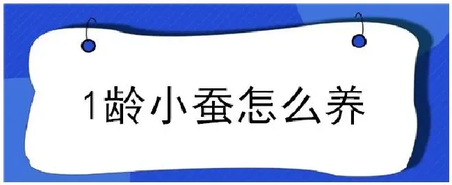 1龄小蚕怎么养 | 三农答疑