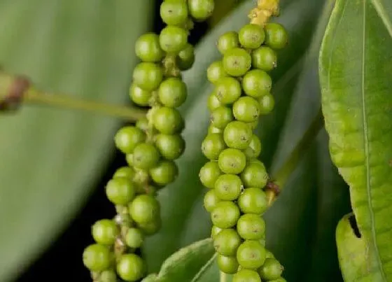 植物常识问题|花椒什么时候采摘合适 几月份摘最好
