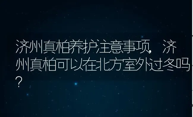 济州真柏养护注意事项,济州真柏可以在北方室外过冬吗？ | 养殖常见问题