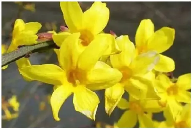 迎春花根如何栽容易活？迎春花根怎么栽容易活 | 三农答疑