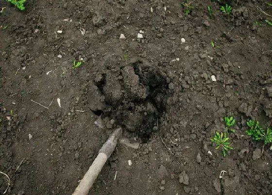 植物常识问题|土壤板结的危害及防治措施（土壤板结治理与解决办法）