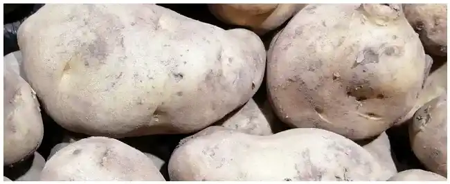 土豆保存方法 | 农业问题