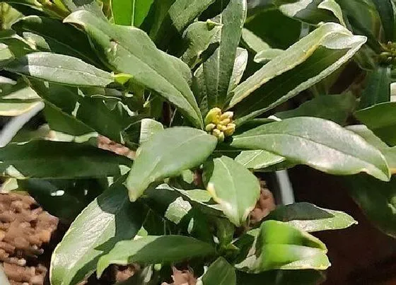 植物常识问题|瑞香夏天大量黄叶掉叶的处理方法