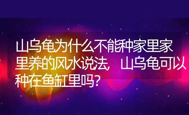 山乌龟为什么不能种家里家里养的风水说法,山乌龟可以种在鱼缸里吗？ | 养殖常见问题