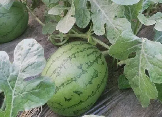 植物常识问题|麒麟瓜和西瓜的区别