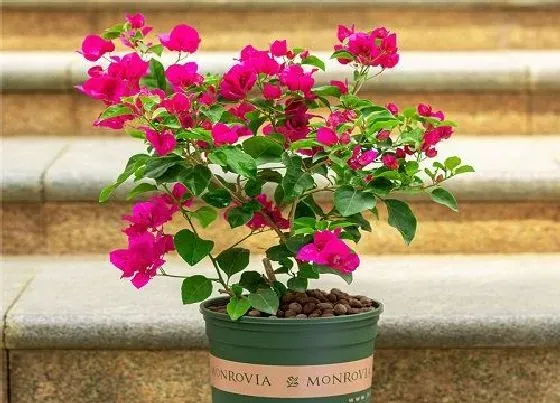 植物常识问题|想让三角梅花开不断该怎么养护