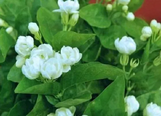 植物常识问题|茉莉浇什么酸水开花越来越多