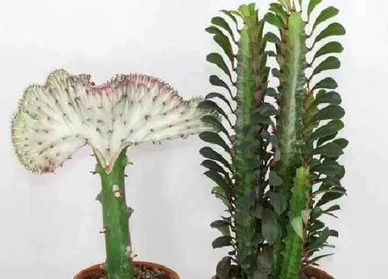 植物常识问题|龙骨花怎样修剪好看