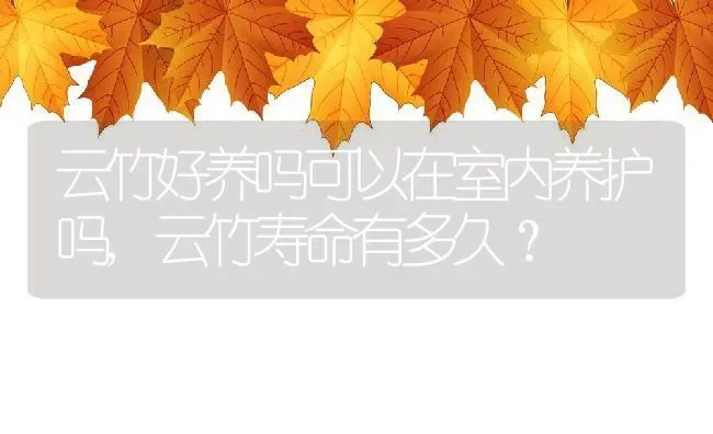 云竹好养吗可以在室内养护吗,云竹寿命有多久？ | 养殖常见问题