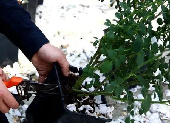 植物常识问题|月季花冬季修剪方法