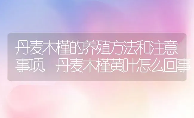 丹麦木槿的养殖方法和注意事项,丹麦木槿黄叶怎么回事 | 养殖常见问题