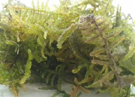植物常识问题|用水苔种的蝴蝶兰需要注意些什么