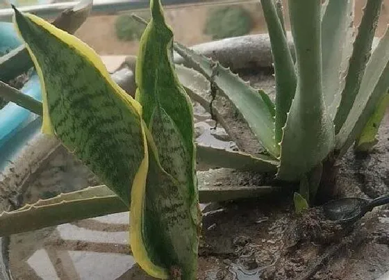 植物常识问题|虎皮兰的叶片发软变卷该如何处理