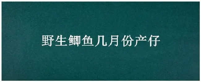 野生鲫鱼几月份产仔 | 科普知识