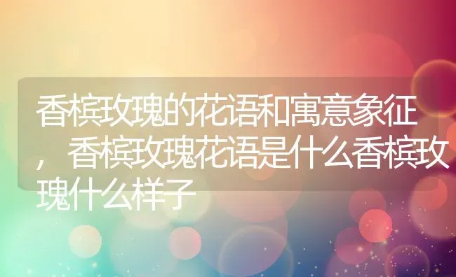 香槟玫瑰的花语和寓意象征,香槟玫瑰花语是什么香槟玫瑰什么样子 | 养殖常见问题