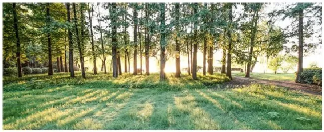 针阔叶混交林是哪种植被类型的代表? | 科普知识