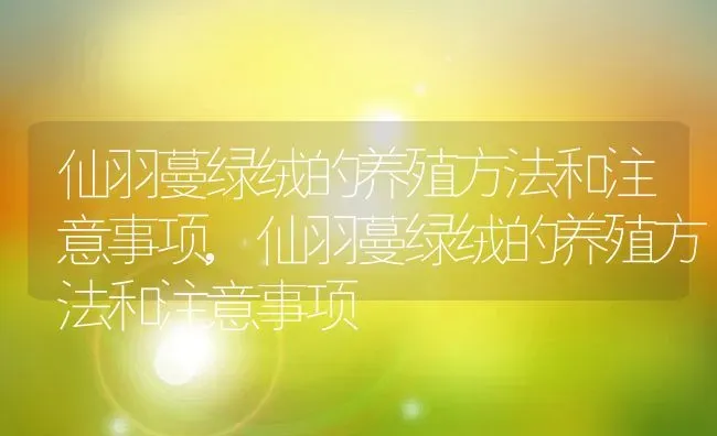 仙羽蔓绿绒的养殖方法和注意事项,仙羽蔓绿绒的养殖方法和注意事项 | 养殖常见问题