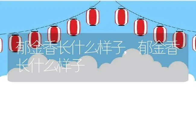 郁金香长什么样子,郁金香长什么样子 | 养殖常见问题