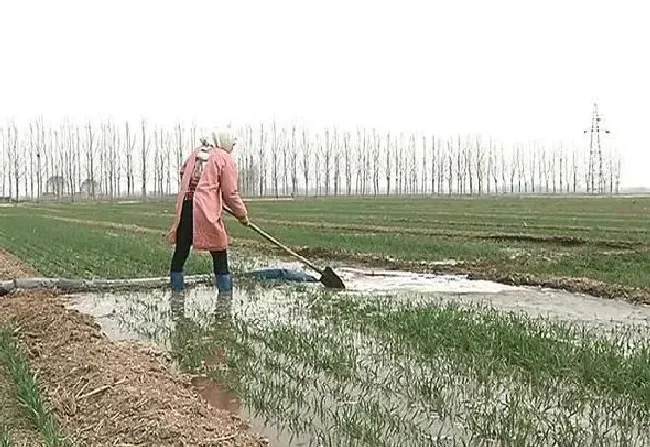 植物常识问题|小麦浇水后地表裂缝减产怎么办（浇灌小麦田地冬前裂缝）