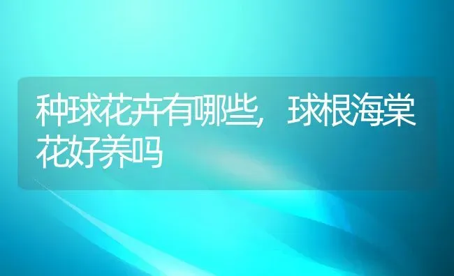 种球花卉有哪些,球根海棠花好养吗 | 养殖常见问题