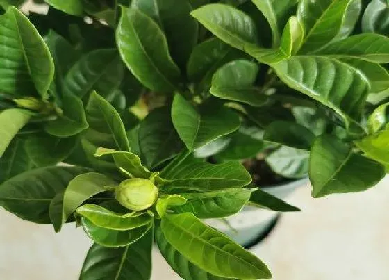 植物常识问题|栀子花落花掉蕾的原因