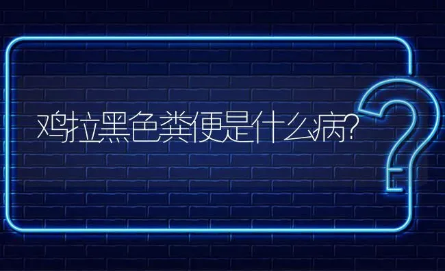 鸡拉黑色粪便是什么病? | 养殖问题解答