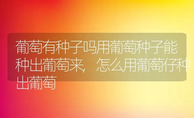 葡萄有种子吗用葡萄种子能种出葡萄来,怎么用葡萄仔种出葡萄 | 养殖常见问题