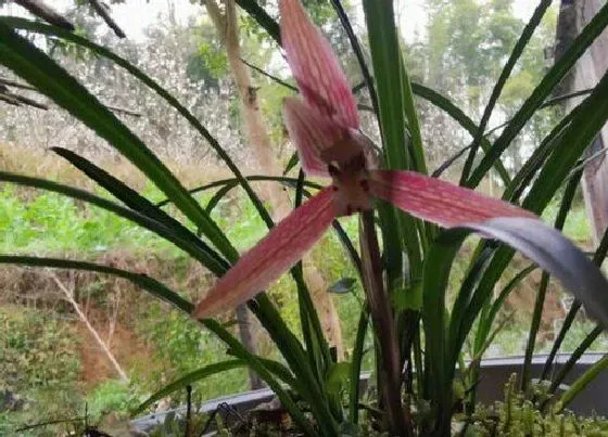 植物常识问题|给兰花浇水需要把握哪些要点