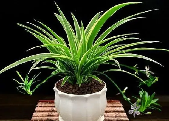 植物常识问题|怎么把吊兰养护成瀑布