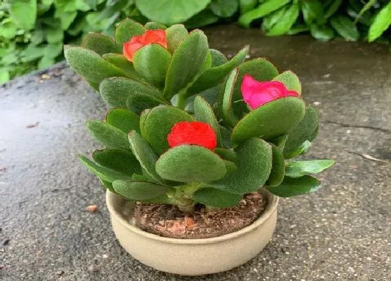 植物常识问题|玉树如何选盆能够让它赶紧生长成老桩