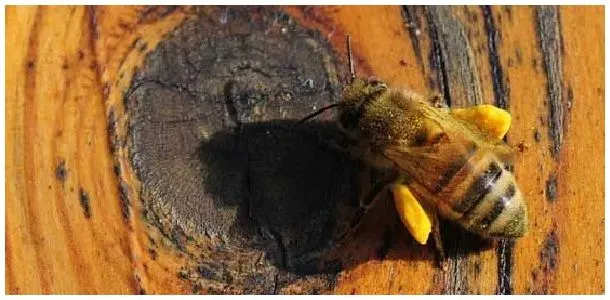 工蜂是几倍体的生物？ | 生活常识