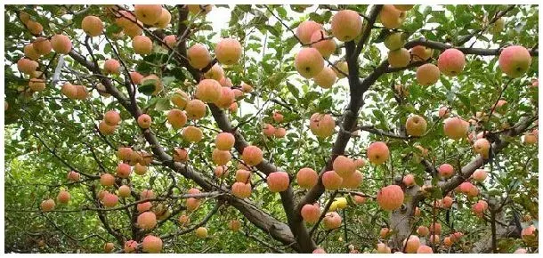 果树需冷量是什么意思 | 农业常识