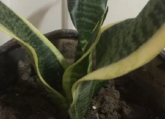 植物常识问题|虎皮兰的叶片发软变卷该如何处理