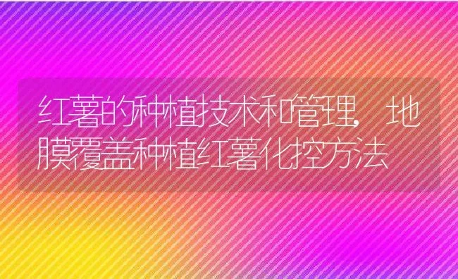 红薯的种植技术和管理,地膜覆盖种植红薯化控方法 | 养殖常见问题